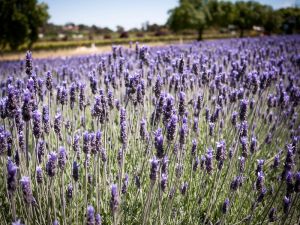 Lavender in the Barossa-South Australia.jpg